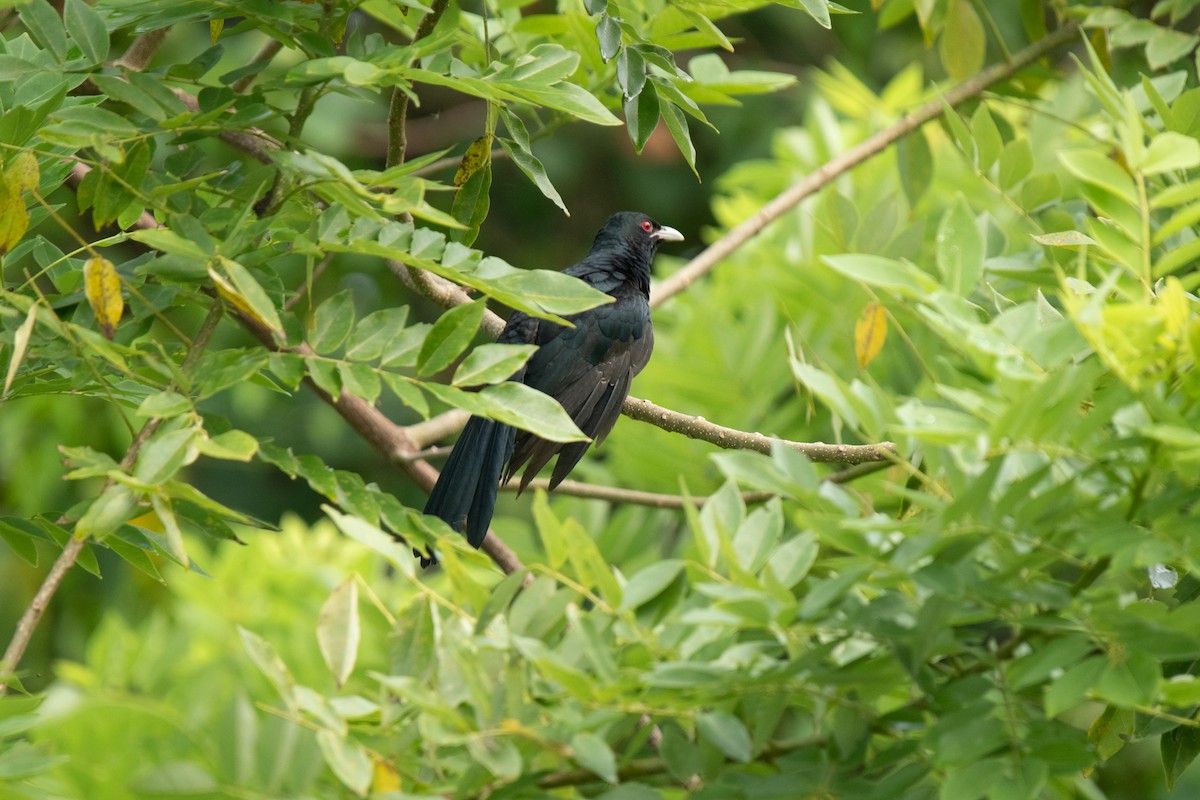 EBird Checklist 23 Oct 2023 Vellanathuruthu 49 Species