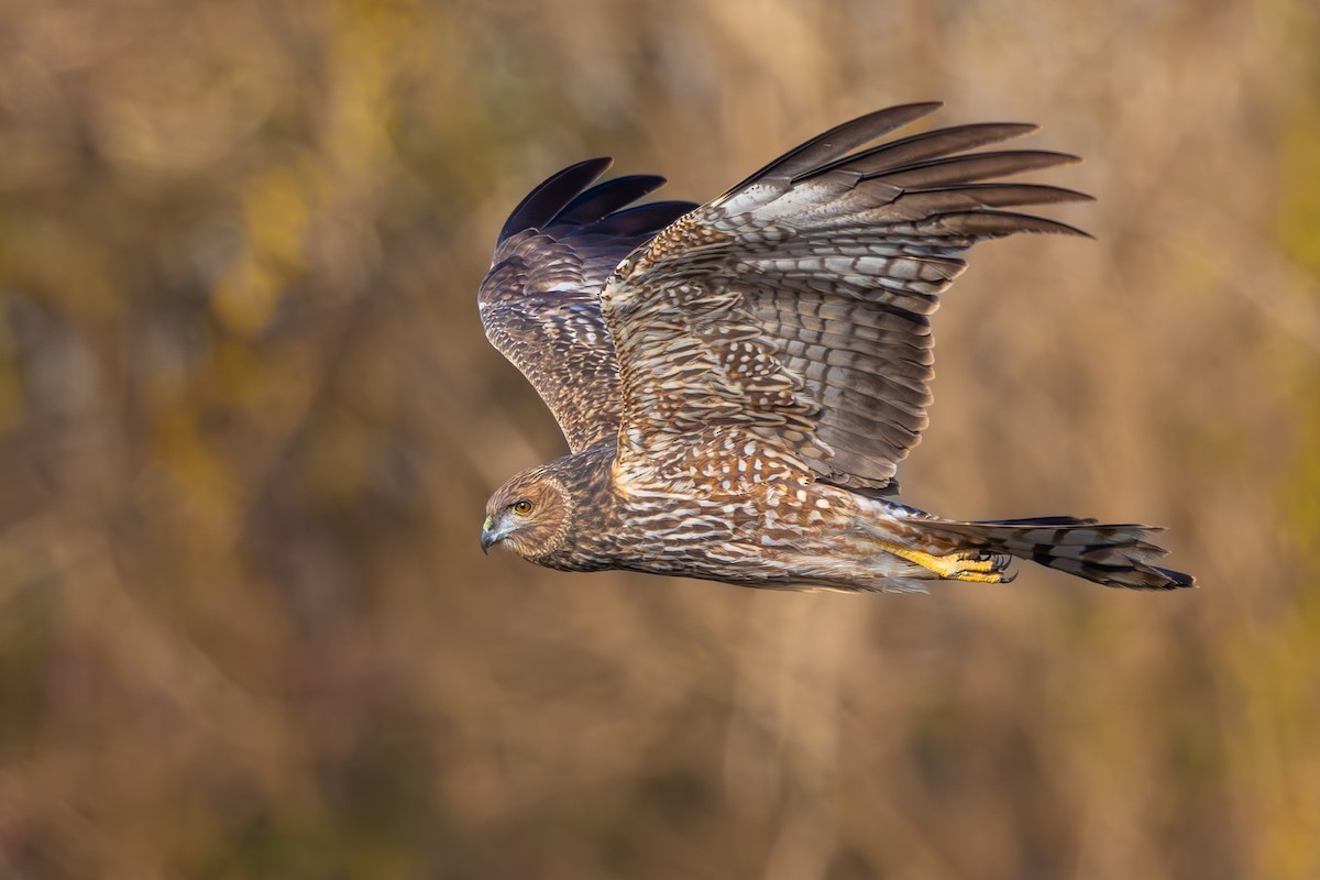 Spotted Harrier - ML610311819