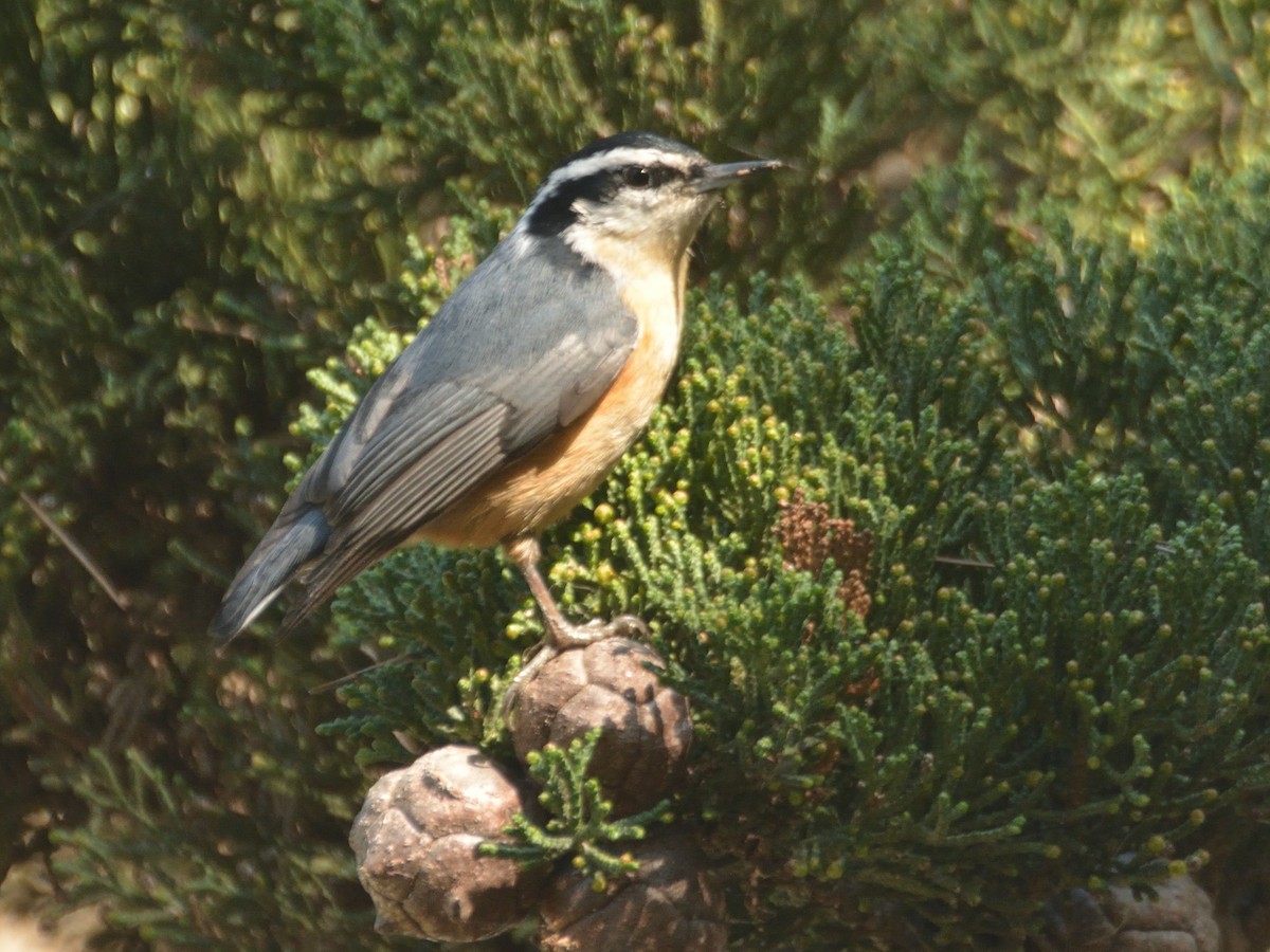 Red-breasted Nuthatch - ML610312803