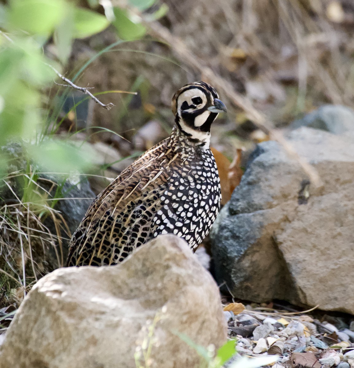 eBird Checklist 23 Oct 2023 Peppersauce Canyon 33 species (+2