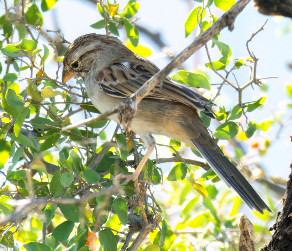 Rufous-winged Sparrow - ML610313167