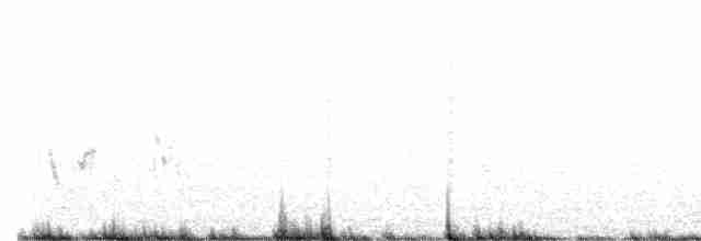 Rascón de Ridgway (yumanensis) - ML610313451