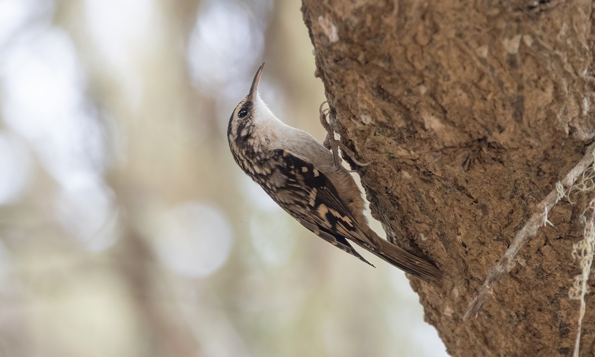 Brown Creeper (occidentalis Group) - ML610313564