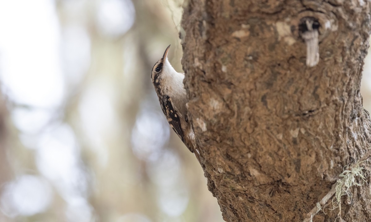 Brown Creeper (occidentalis Group) - ML610313565