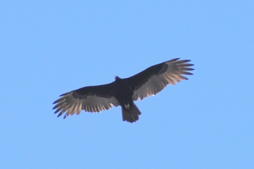 Turkey Vulture - ML610313588