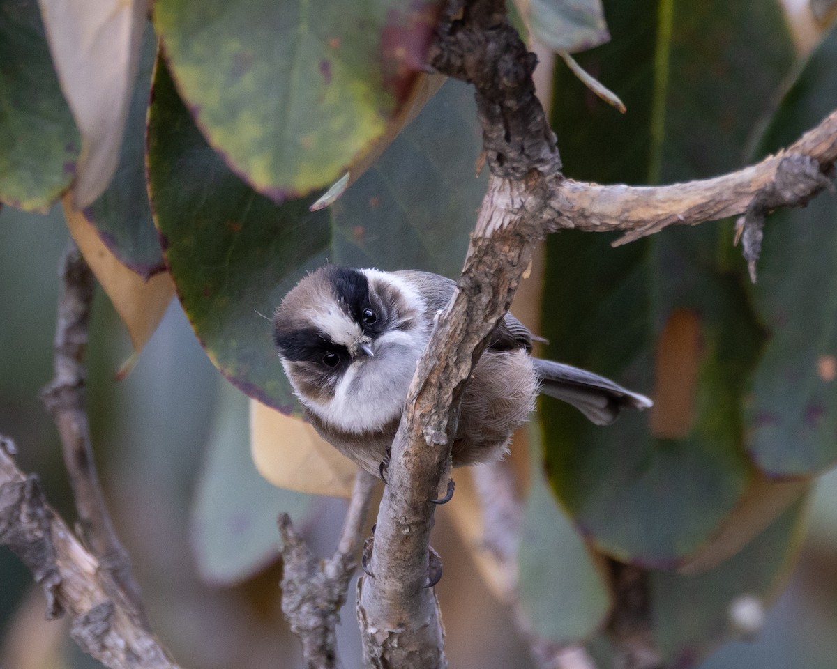 White-throated Tit - Drew Bailey