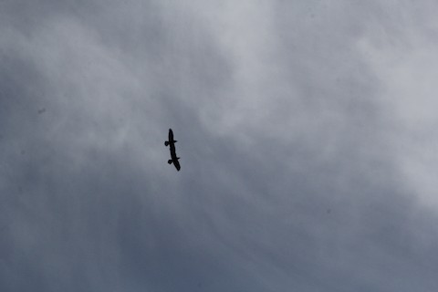 Chimney Rock Hawkwatch