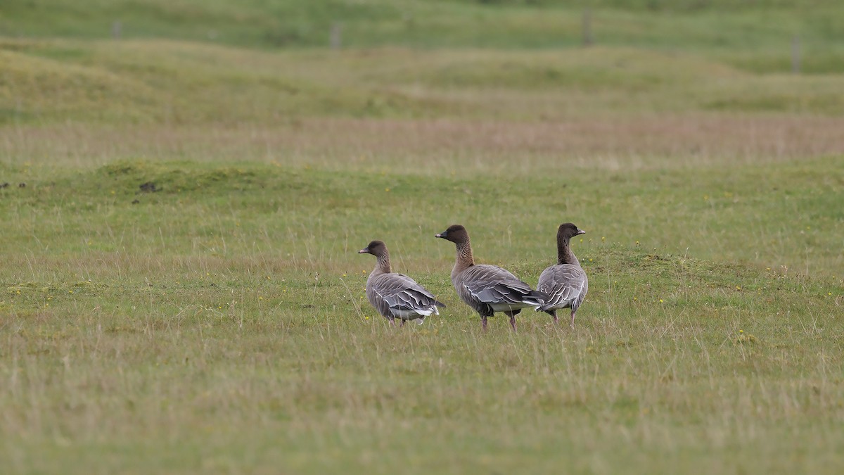 Pink-footed Goose - ML610314155
