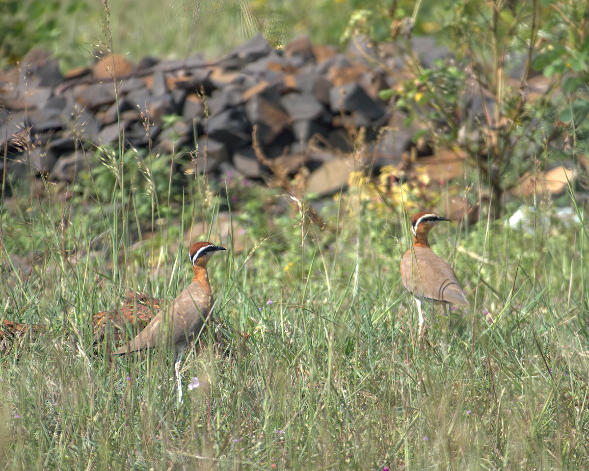Indian Courser - ML610314205
