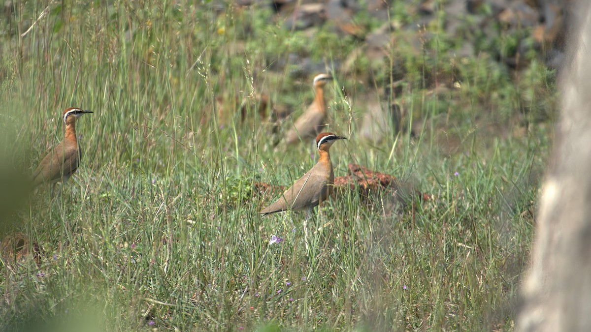 Indian Courser - ML610314279
