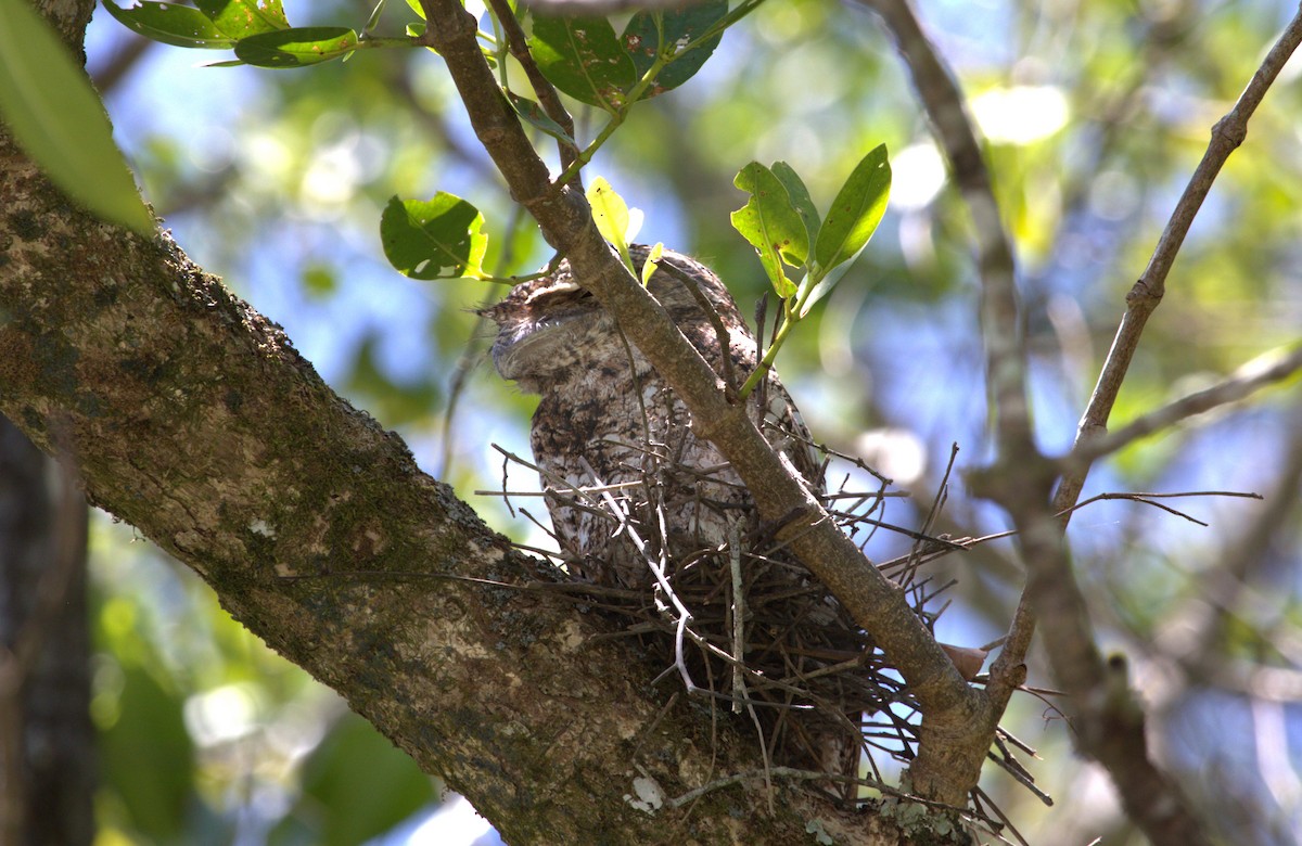 Papuan Frogmouth - ML610314282