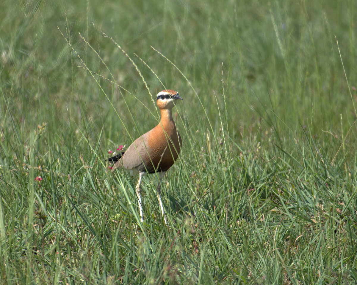 Indian Courser - ML610314520