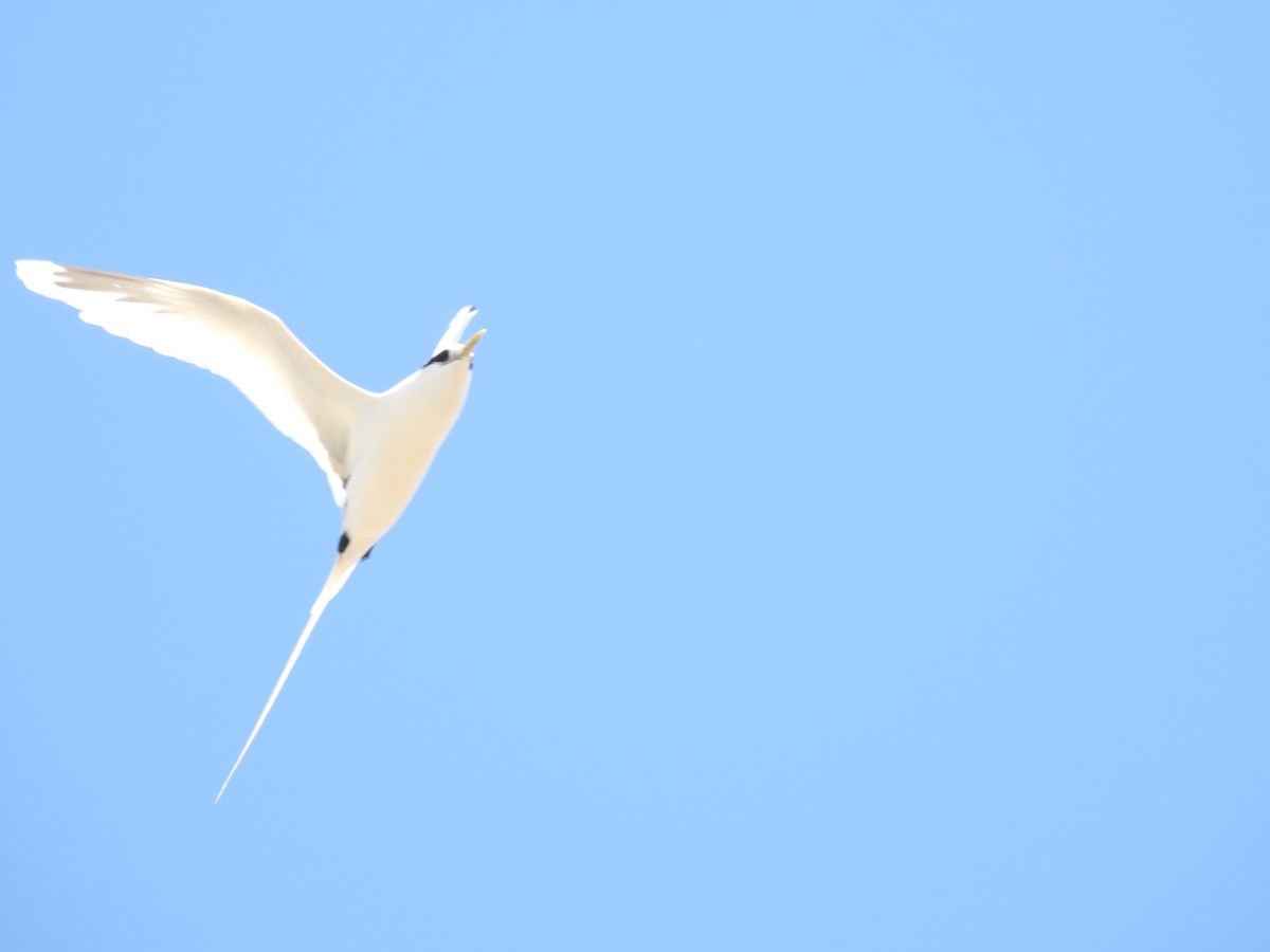 White-tailed Tropicbird - ML610314559
