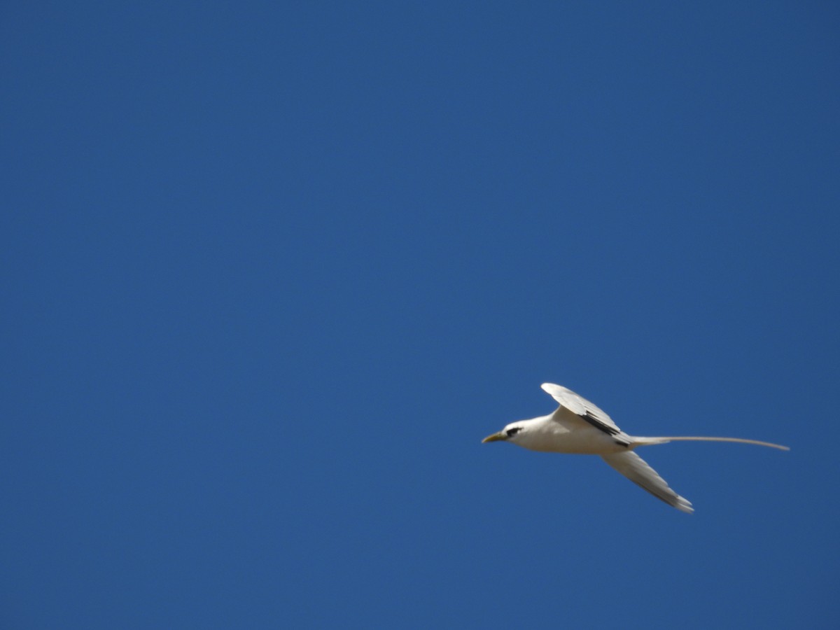 White-tailed Tropicbird - ML610314560