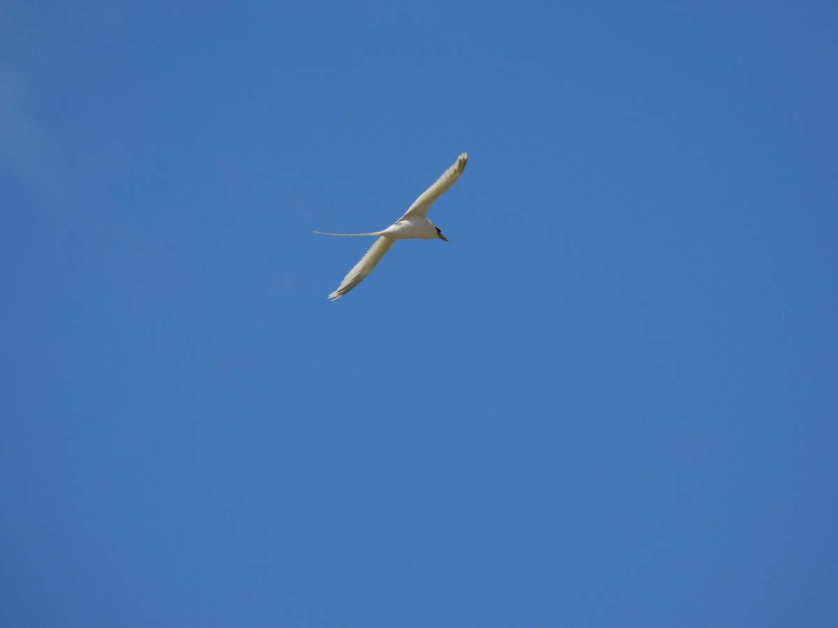 White-tailed Tropicbird - ML610314561