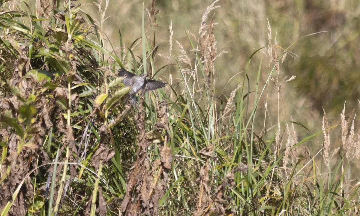 Gray-streaked Flycatcher - Cal Gesmundo