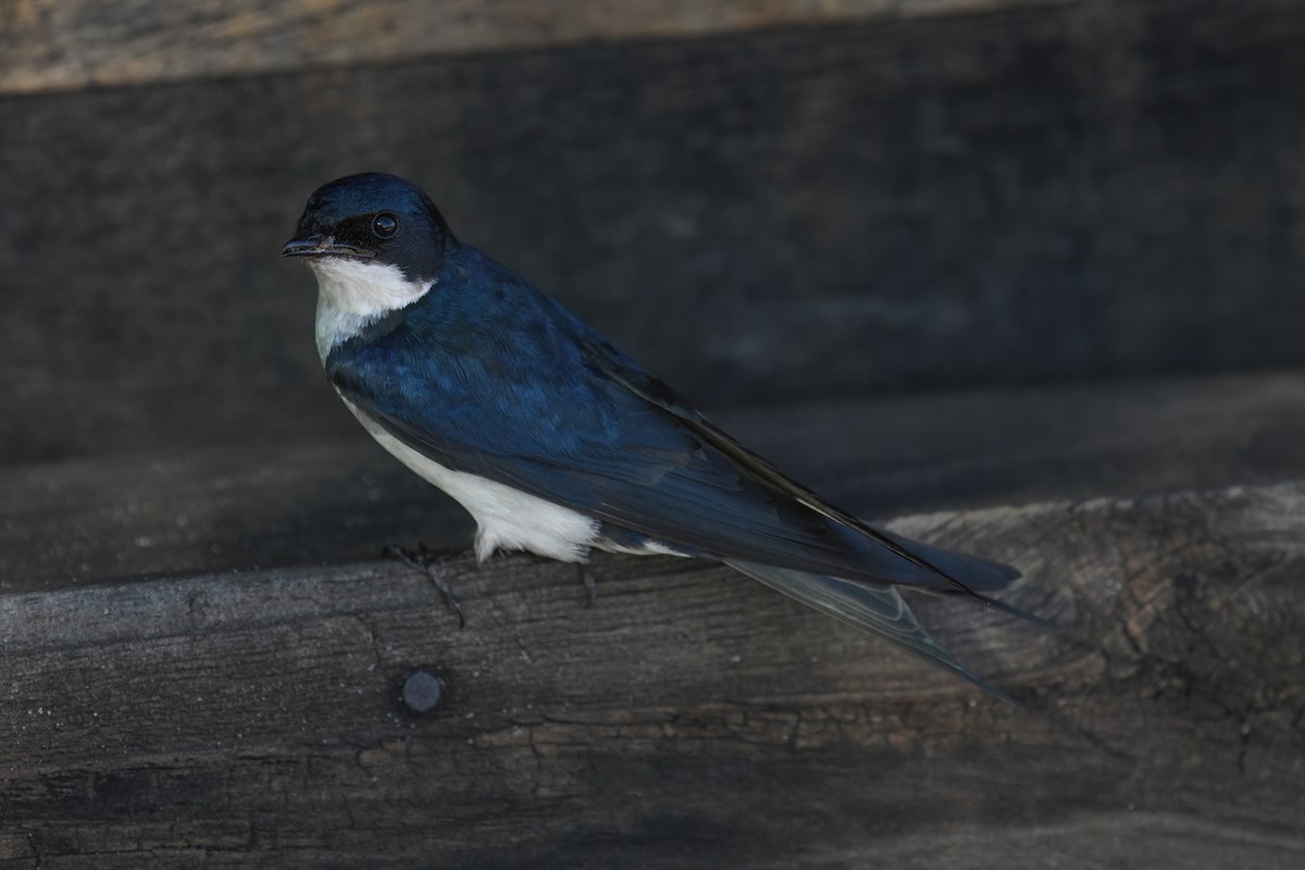 Pearl-breasted Swallow - ML610315018