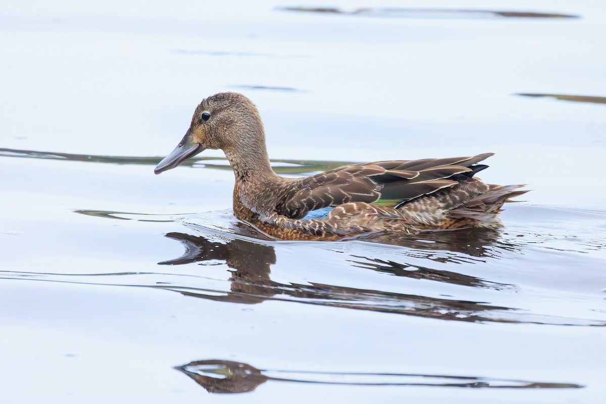 Blue-winged Teal - ML610315133