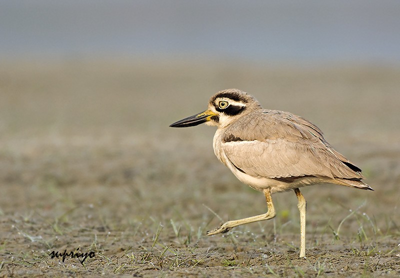 Great Thick-knee - ML610315466