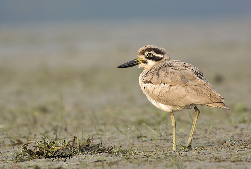 Great Thick-knee - ML610315467