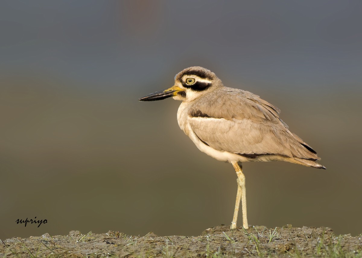 Great Thick-knee - ML610315469