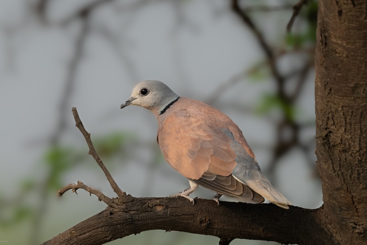 Red Collared-Dove - ML610315502