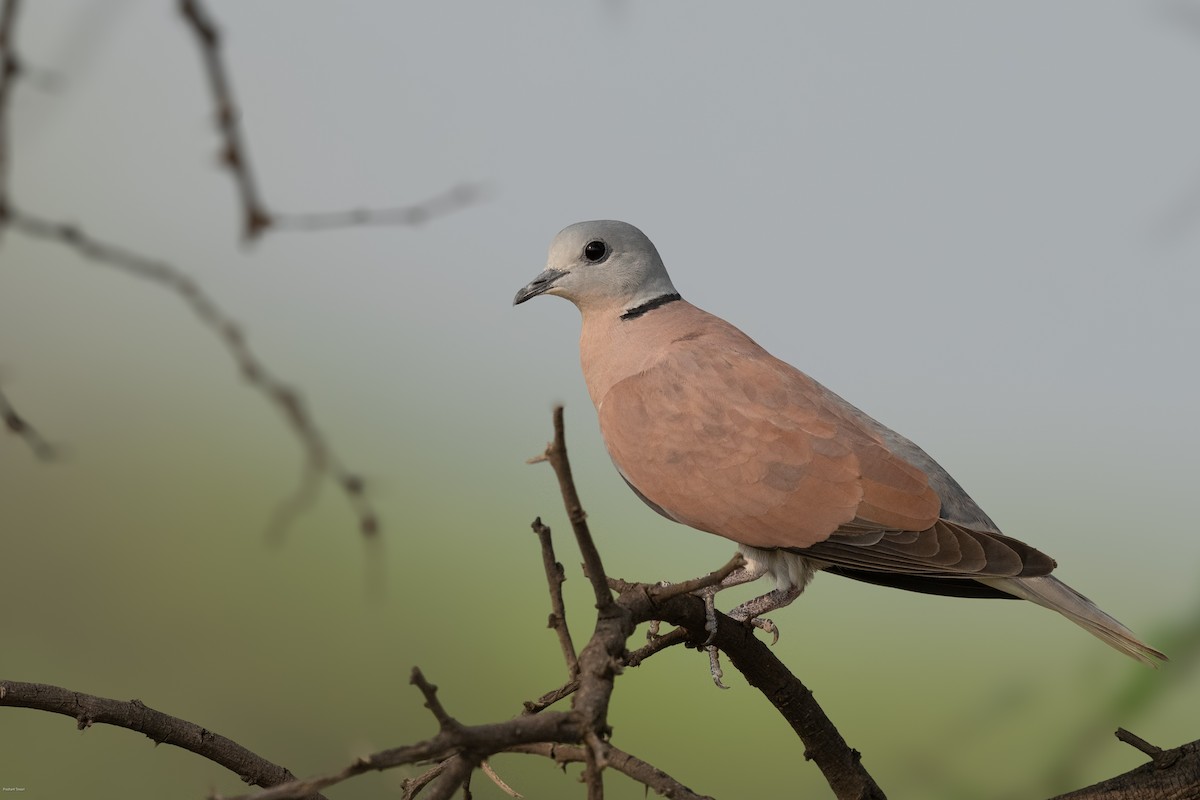 Red Collared-Dove - ML610315503