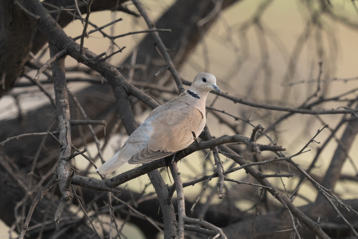 Red Collared-Dove - ML610315504