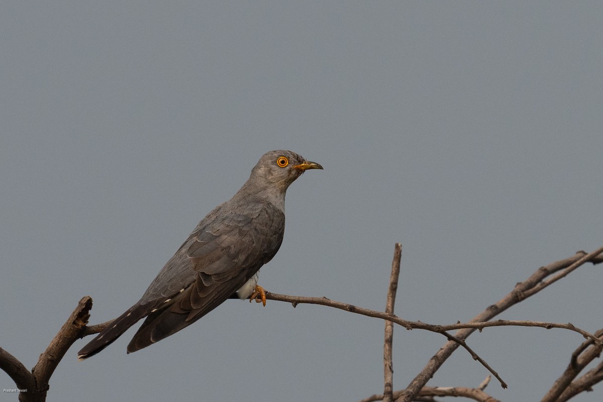 Common Cuckoo - ML610315508
