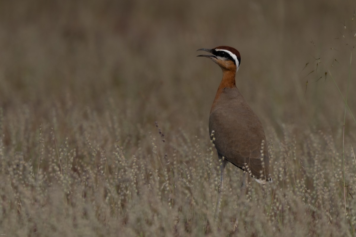 Indian Courser - ML610315509