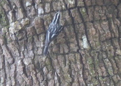 Black-and-white Warbler - ML610316322