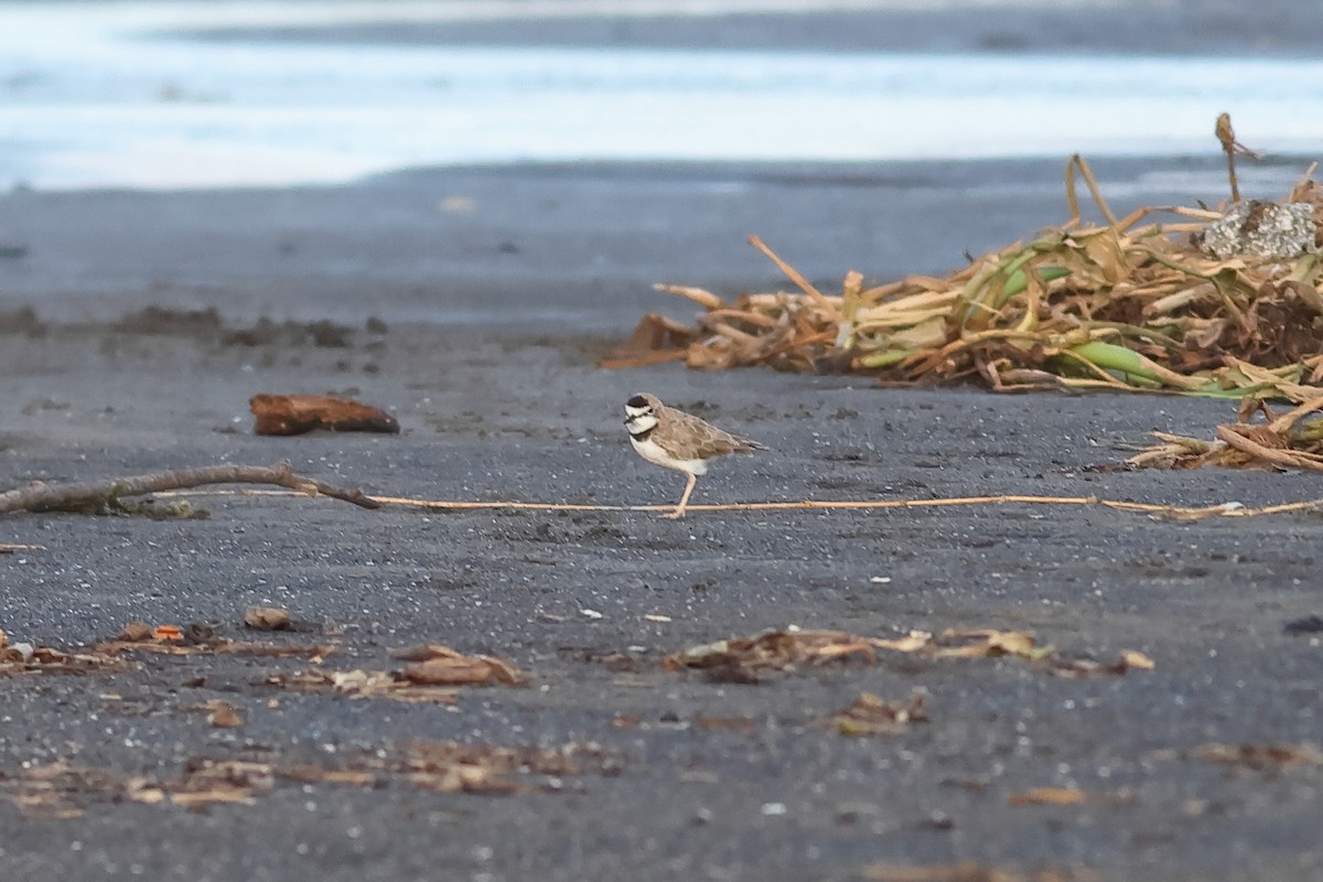 Collared Plover - ML610317879