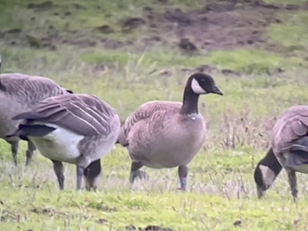 Cackling Goose (Aleutian) - ML610317968