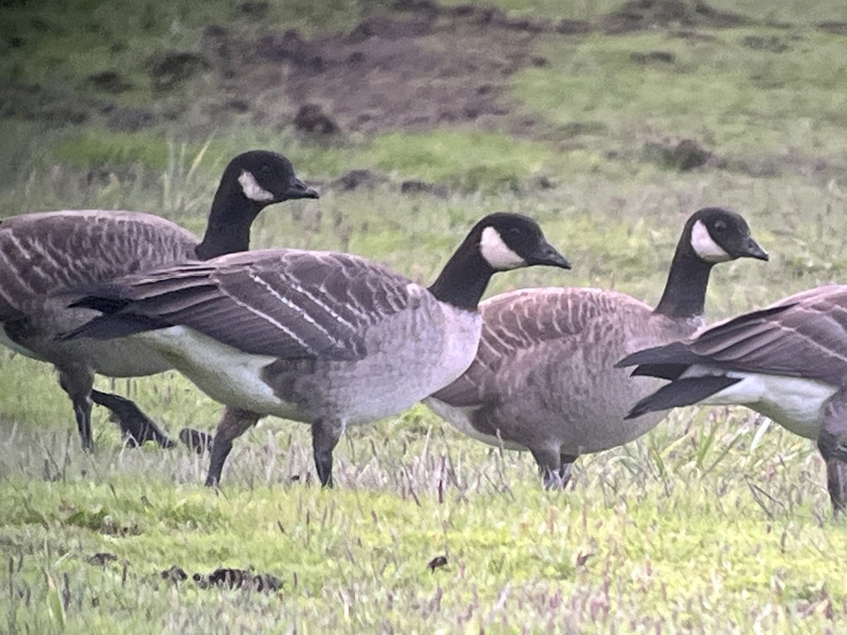 Cackling Goose (Aleutian) - ML610317969