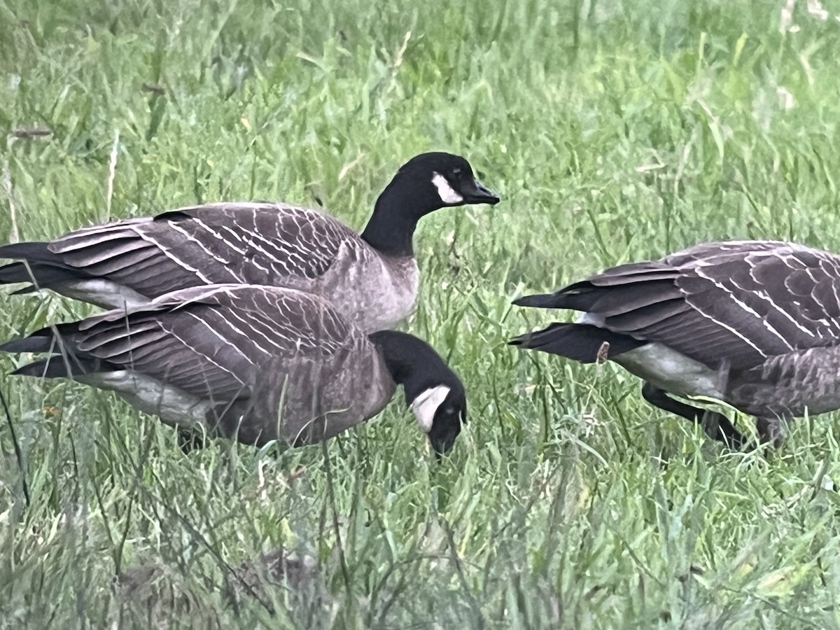 Cackling Goose (Aleutian) - ML610317970