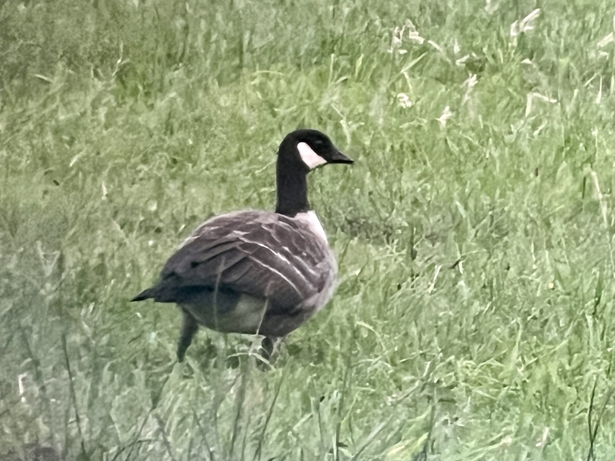 Cackling Goose (Aleutian) - ML610317972