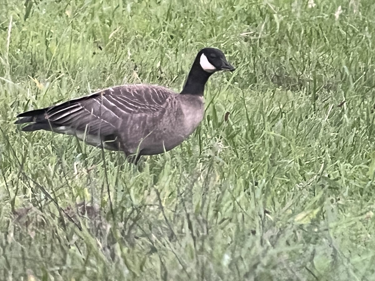 Cackling Goose (Aleutian) - ML610317973