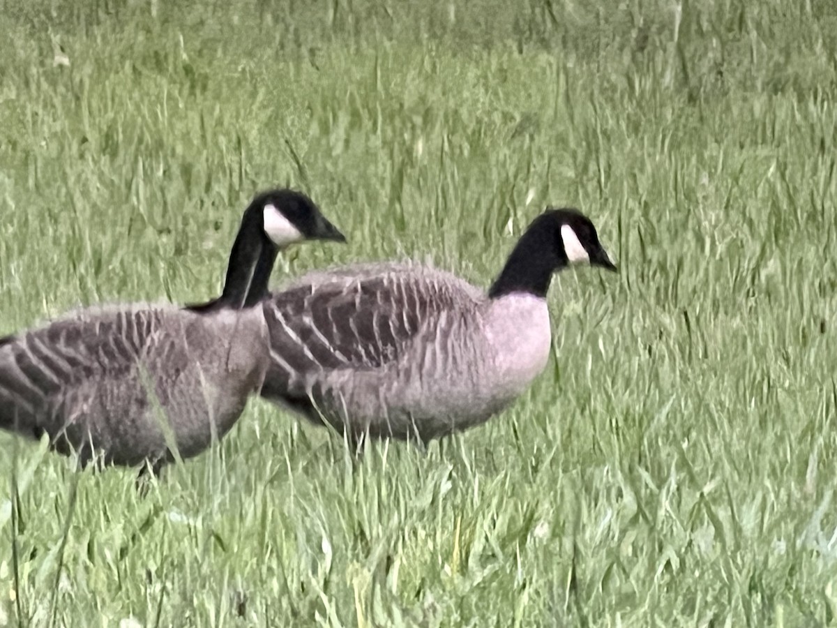 Cackling Goose (Aleutian) - ML610317974