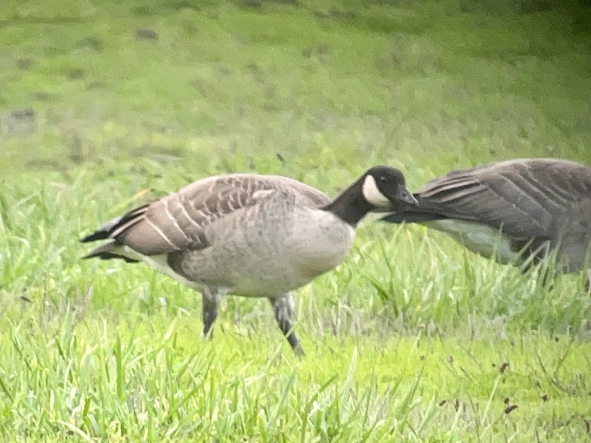 Cackling Goose (Aleutian) - ML610317981