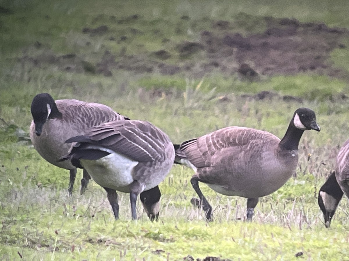 Cackling Goose (Aleutian) - ML610317982