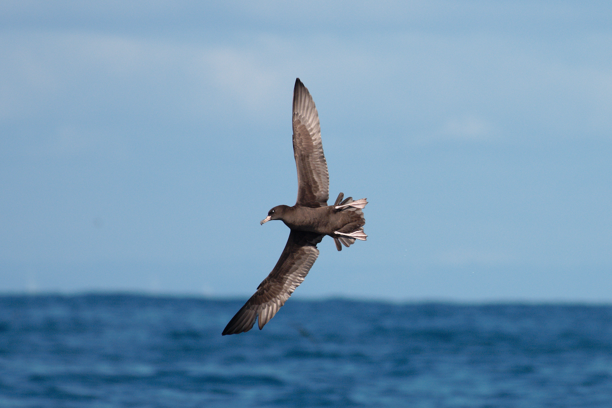 Flesh-footed Shearwater - ML610318017