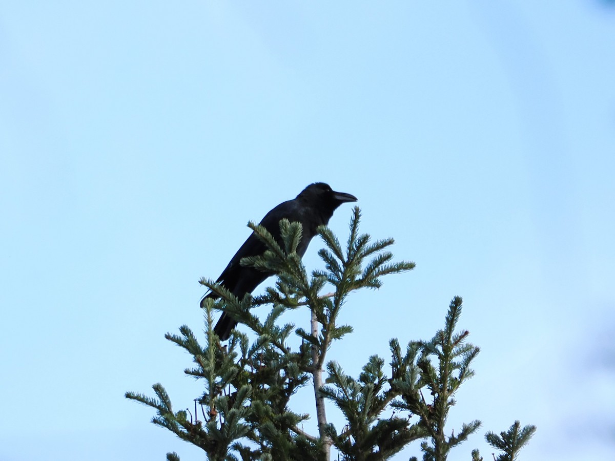 Large-billed Crow - ML610318034