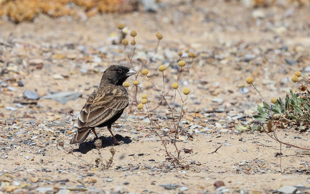 Black-eared Sparrow-Lark - ML610318166
