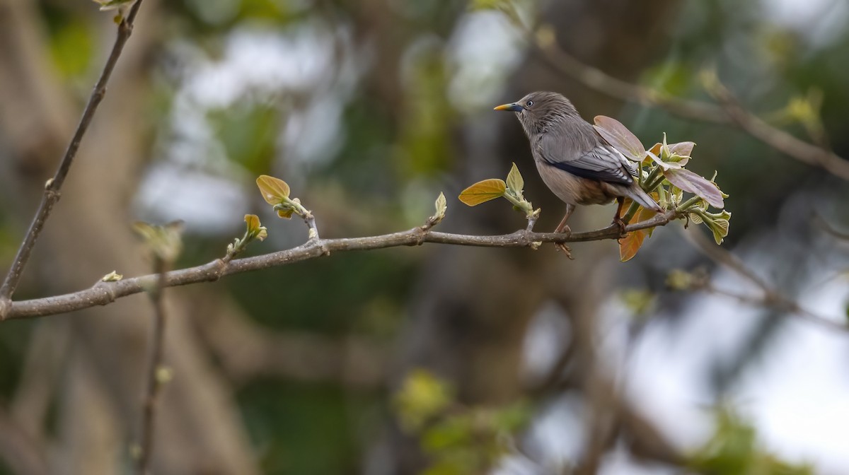 Chestnut-tailed Starling - ML610318176