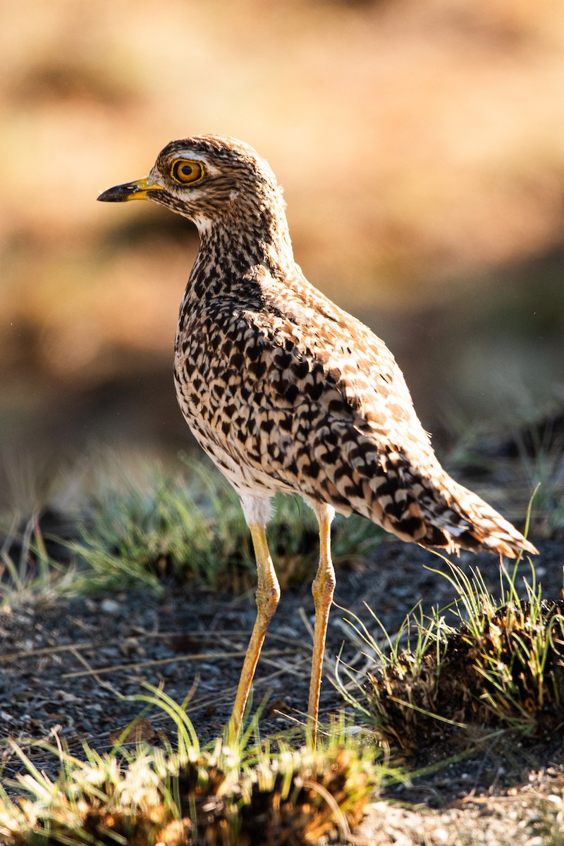 Spotted Thick-knee - ML610318272