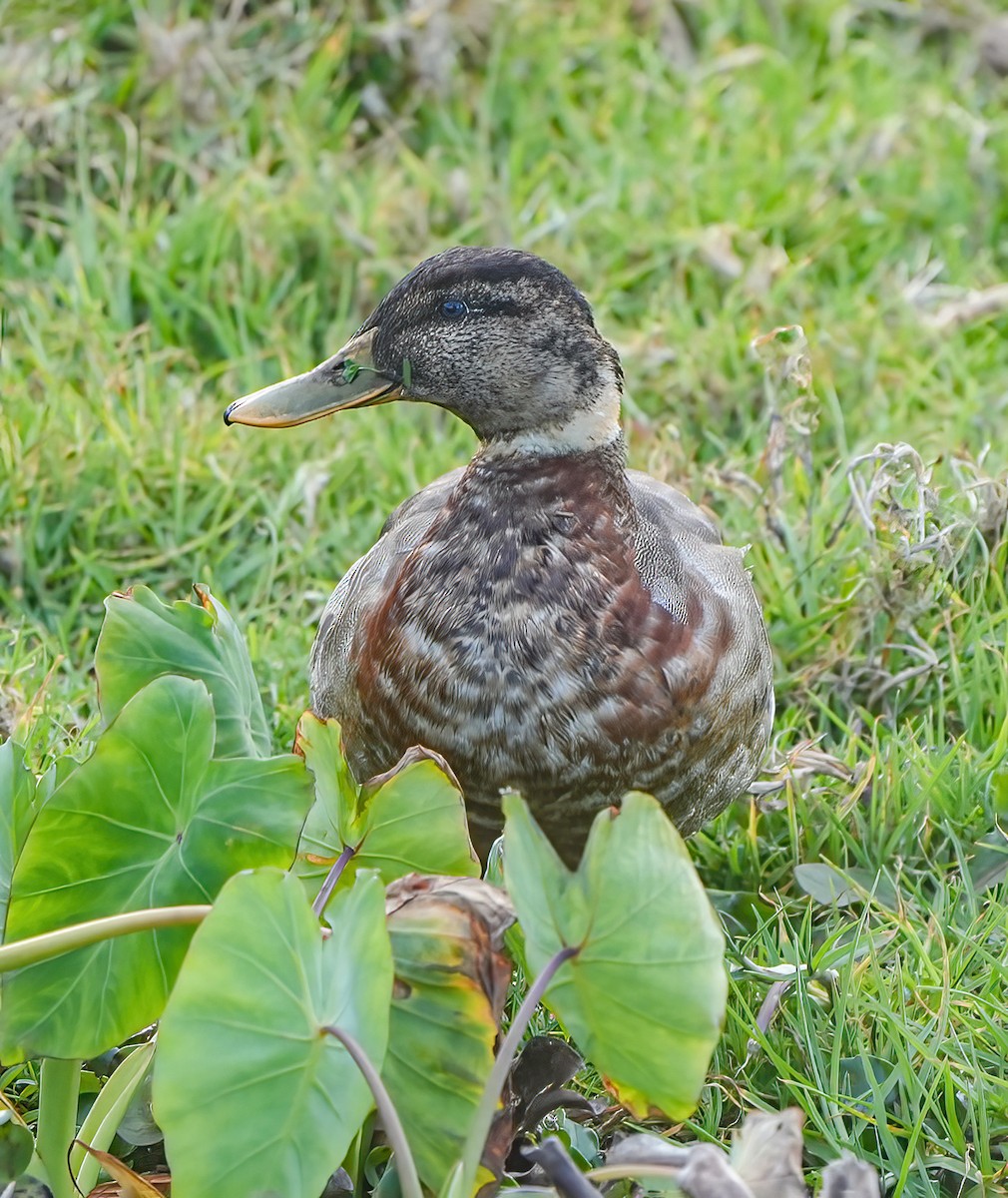 ebird-checklist-8-oct-2023-lagoon-near-kingston-common-7-species