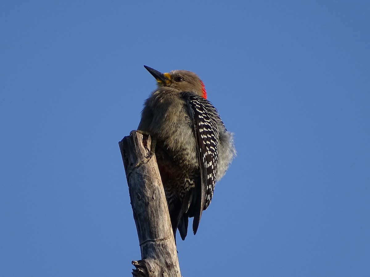 Yucatan Woodpecker - ML610318682