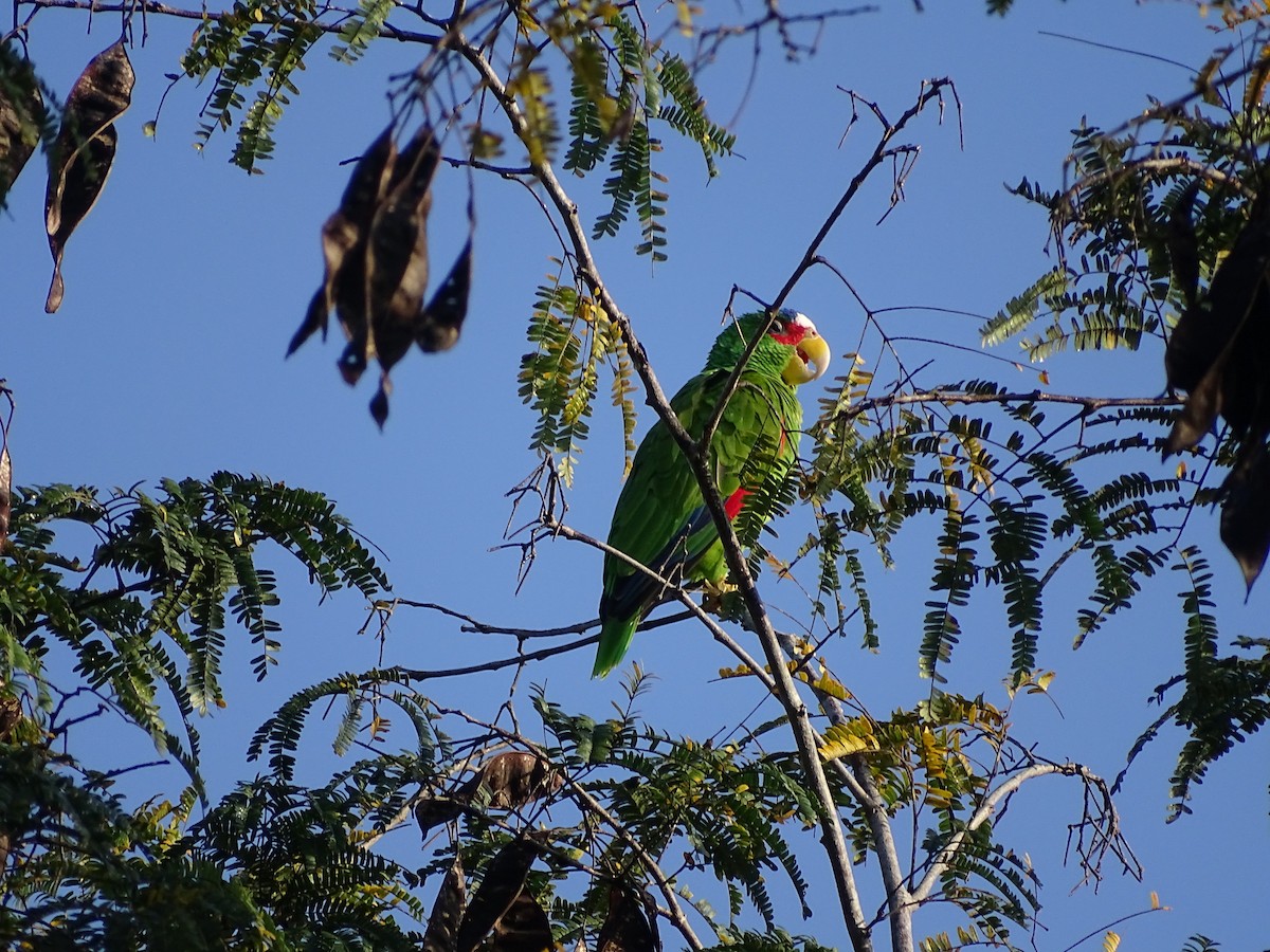 White-fronted Parrot - ML610318690