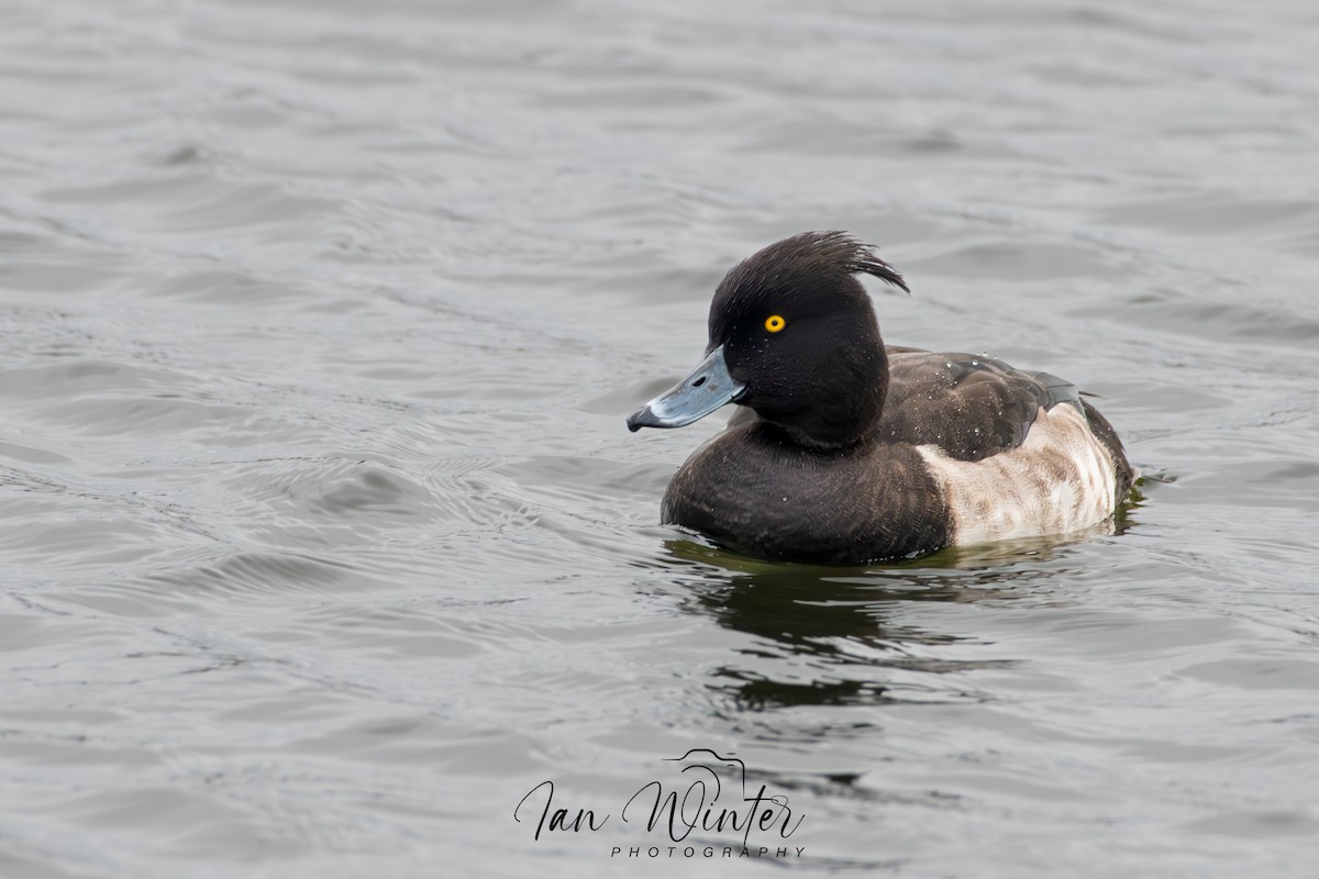 Tufted Duck - ML610319144