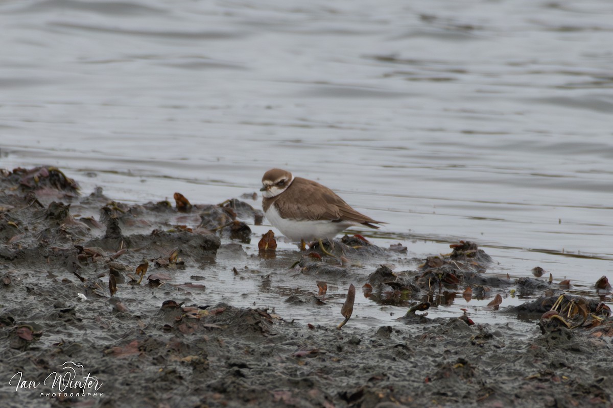 Semipalmated Plover - ML610319172